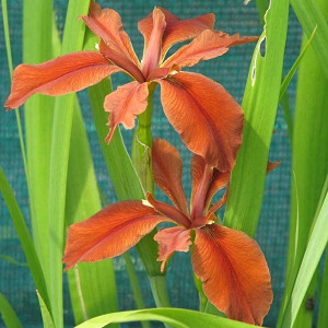 Iris fulva, Copper Iris, Tawny Iris, Iris for Ponds, Perennial for wet soil, Perennial for poorly drained soils, Orange Iris